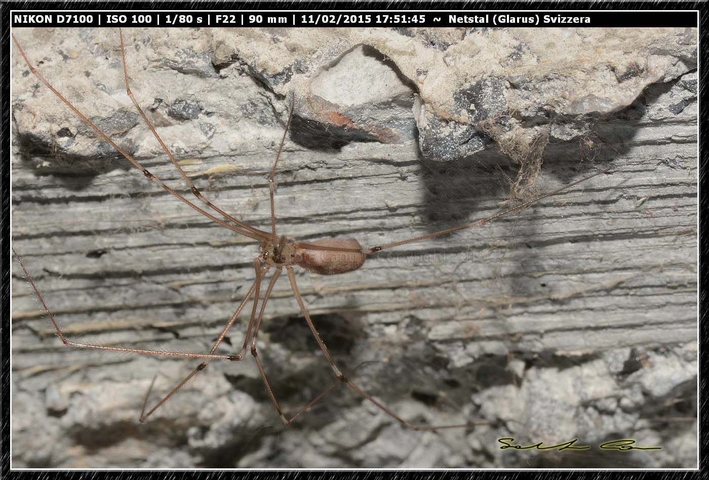 Pholcus phalangioides - Glarus (Svizzera)